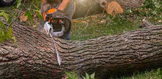 Best Tree Risk Assessment  in Walnut Park, CA