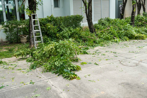 Best Lawn Maintenance Plans  in Walnut Park, CA
