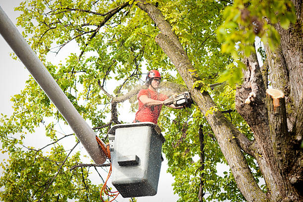 Best Leaf Removal  in Walnut Park, CA