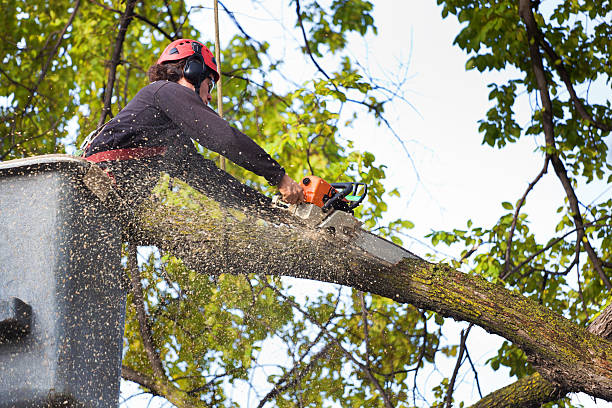  Walnut Park, CA Tree Removal Pros