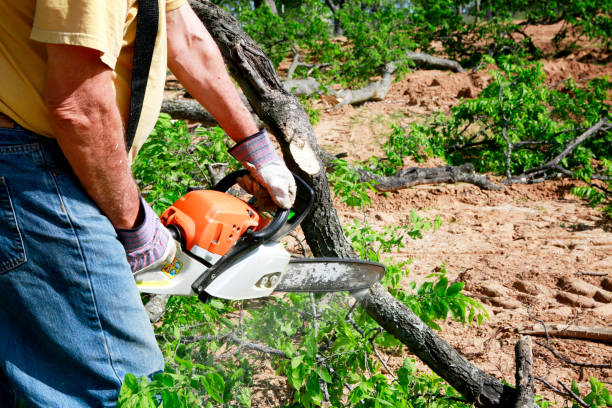 Best Lawn Watering Services  in Walnut Park, CA